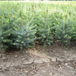 Саженец Ели Голубой Кейбаб (Kaibab) 40-60 см