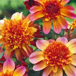 Клубень анемоновидной георгины Флоринор  (Floorinoor)