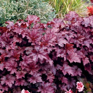 Саженец гейхеры мелкоцветковой Аметист Мист (Amethyst Myst)