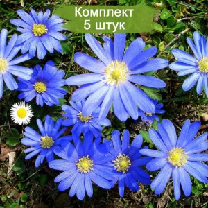 Луковицы анемоны Бланда (Blanda) -  комплект 5 шт.