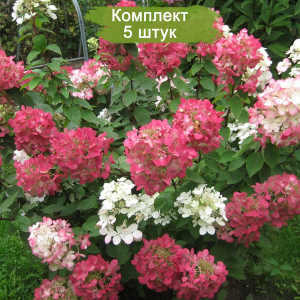 Саженцы гортензии метельчатой Даймонд Руж / Диамант Руж (Diamant Rouge) -  комплект 5 шт.
