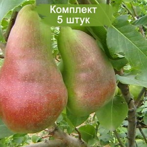 Саженцы груши Перун -  комплект 5 шт.