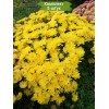 Саженцы желтой хризантемы мультифлоры - Бранкроун №11 (Brancrown №11) -  комплект 5 шт.