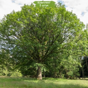 Саженцы клёна Явор (от 150 см) -  комплект 5 шт.