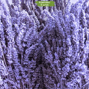 Саженцы лавандина Сойерс (Sawyers) -  комплект 5 шт.