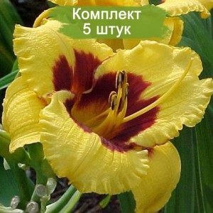 Саженцы лилейника Блэкберри Кэнди (Blackberry Candy) -  комплект 5 шт.