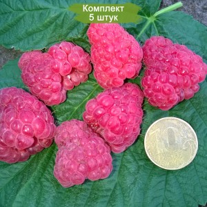 Саженцы малины Патриция (Красная) -  комплект 5 шт.