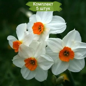 Луковицы белого нарцисса гераниум -  комплект 5 шт.