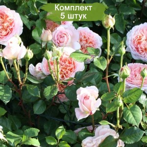 Саженцы английской розы Абрахам Дерби (Abraham Darby) -  комплект 5 шт.