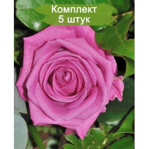 Саженцы чайно-гибридной розы Аква (Aqua) -  комплект 5 шт.