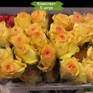 Саженцы чайно-гибридной розы Дэжавю (Deja vu) -  комплект 5 шт.