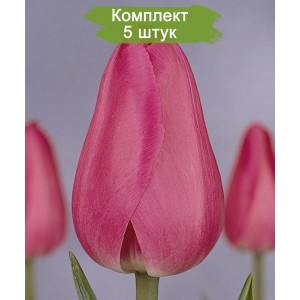 Луковицы тюльпана Барселона (Barcelona) -  комплект 5 шт.