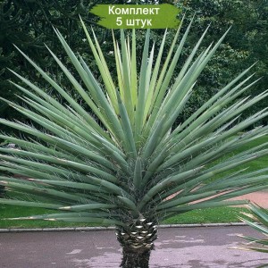 Саженцы юкки Ягодной -  комплект 5 шт.
