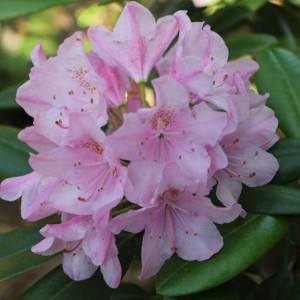 Саженец рододендронаа Хельсинки Юниверсити (Helsinki University) (розовый )