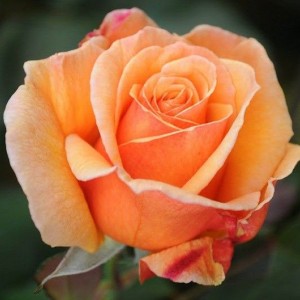 Саженец чайно-гибридной розы Вуду (Voodoo)