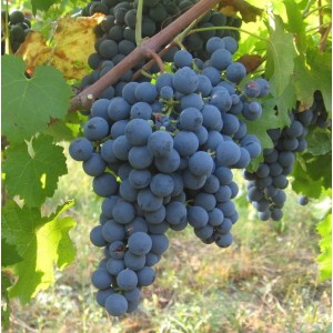 Виноград Карменер